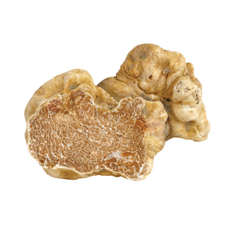 TRUFFE BLANCHE TUBER MAGNATUM KG